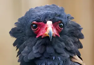 Bateleur: Bateleur eagle, animal portrait