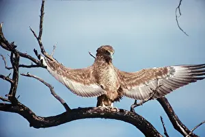 Clem Haagner: BATELEUR EAGLE - juvenile with wings spread