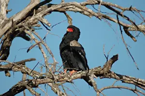 Mpumalanga: Bateleur Eagle - Kruger National Park, Mpumalanga