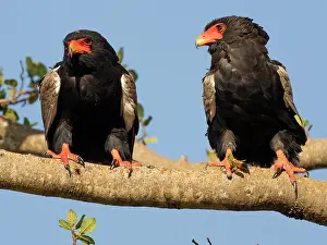 Tanzania: Bateleur eagle. Serengeti National Park, Tanzania, Africa