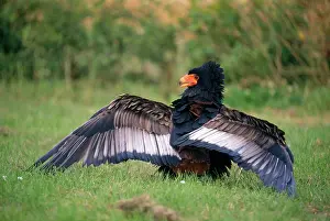 Bateleur: Bateleur EAGLE - Wings extended