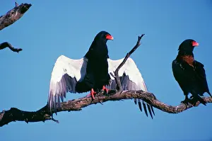 Bateleur: Bateleur Eagle - with wings outstretched sunning itself