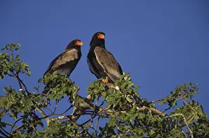 Bateleur: Bateleur Eagles