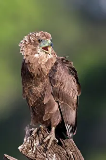 Bateleur: Bateleur immature Masai Mara National Reserve, Kenya