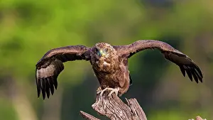 Bateleur: Bateleur immature Masai Mara National Reserve, Kenya
