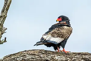 Bateleur: Bateleur in Kruger National park, South Africa