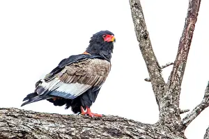 Bateleur: Bateleur in Kruger National park, South Africa