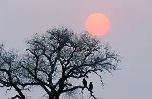 Bateleur: Bateleur - pair perching on a tree at sunset