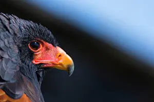 Bateleur: Bateleur (Terathopius ecaudatus)