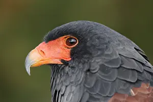 Pine: Bateleur (Terathopius ecaudatus), portrait, captive