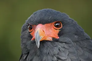 Pine: Bateleur (Terathopius ecaudatus), portrait, captive