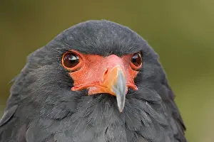 Pine: Bateleur (Terathopius ecaudatus), portrait, captive