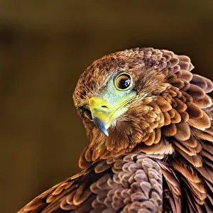 Bateleur: Bateleur (Terathopius ecaudatus), juvenile, male