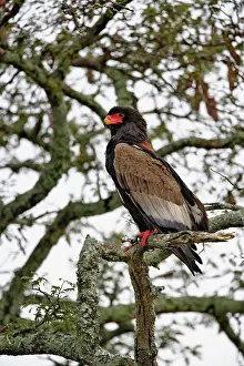 Bateleur: Bateleur, Terathopius ecaudatus, Serengeti