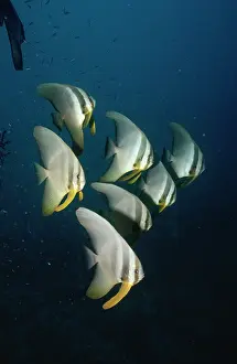 Batfishes: Batfish