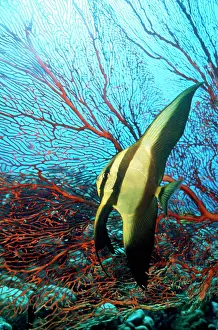 Douglas David Seifert: Batfish - by coral