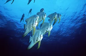 Kurt Amsler: BATFISH SHOAL