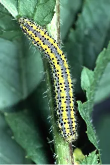 Crawling: Bath White Butterfly - larvae / caterpillar