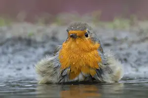 Clean: Bathing European Robin (Erithacus rubecula), th