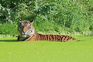 Bathes: Bathing Tiger (Panthera tigris)