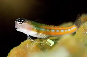 Blenny: Bath's Blenny