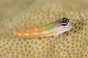 Papua: Bath's Blenny