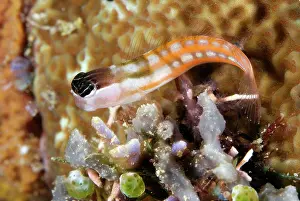 Seri: Bath's Blenny on coral