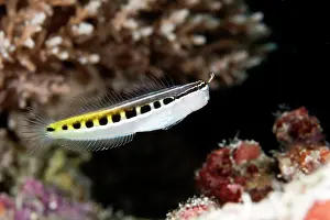 Blenny: Bath's Comb-tooth / Linear Blenny
