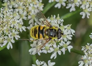 Hexapods: Batman Hoverfly, Myathropa florea, feeding on Hogweed