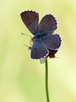 Baton: Baton Blue