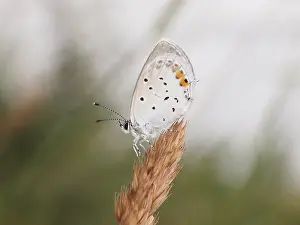 Lenght: Baton Blue (Pseudophilotes baton) resting in th