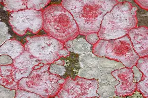 Baton: Baton Rouge Lichen