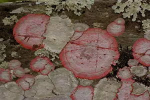 Rouges: Baton-rouge lichen on wood