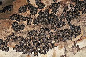 Ankarana: Bats - inside Ankarana cave