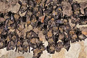 Ankarana: Bats - inside Ankarana cave