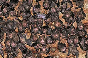 Ankarana: Bats - inside Ankarana cave