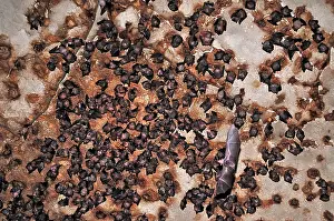 Ankarana: Bats - inside Ankarana cave