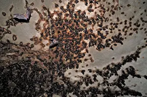 Ankarana: Bats - inside Ankarana cave