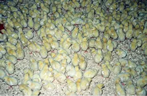 Chickens: BATTERY CHICKENS - mass, 1 day old