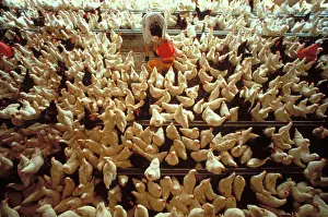 Factories: Battery Hens
