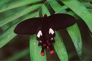 Kenneth W Fink: BATWING BUTTERFLY