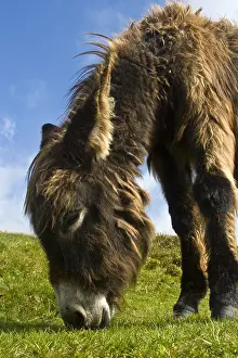 Poitou: Baudet du Poitou grazing