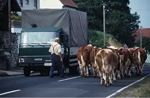 Lorry: BAVARIAN COWS - CROSSING STREET