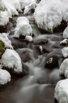 Blurred: Bavarian Forest