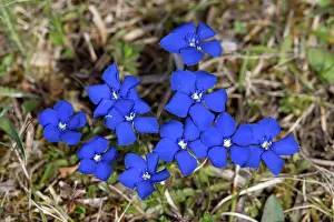 Herbaceous: Bavarian Gentian