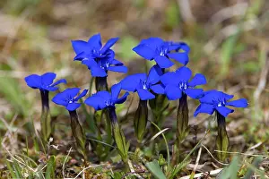 Herbaceous: Bavarian Gentian