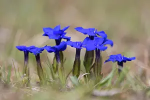 Herbaceous: Bavarian Gentian