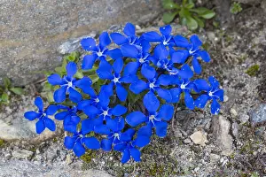 181218: Bavarian Gentian - flowering plants at Hohe Tauern