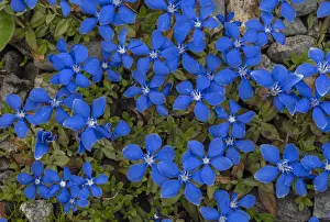 Montane: Bavarian Gentian, Gentiana bavarica in flower in the Alps
