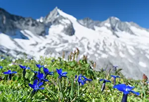 Gentiana: Bavarian gentian (Gentiana bavarica), Nationalpark